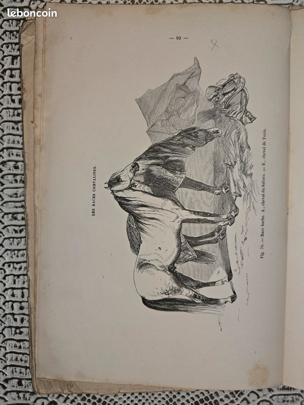 Planches anciennes illustrées – Les races chevalines (lot illustré XIXe siècle) (image 14)