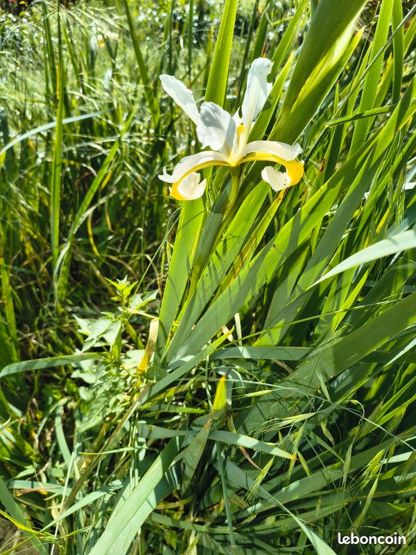 Plant de coriandre vietnamienne (image 8)