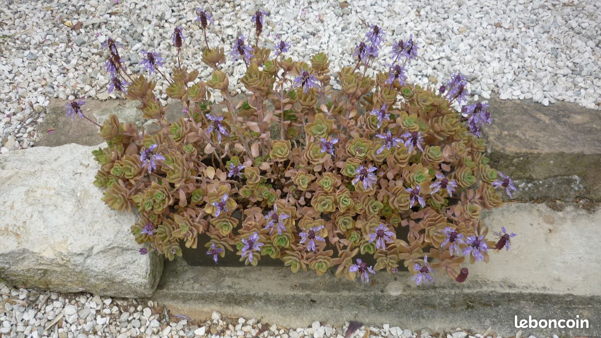 Jardinière et plante exotique et médicinale (image 1)