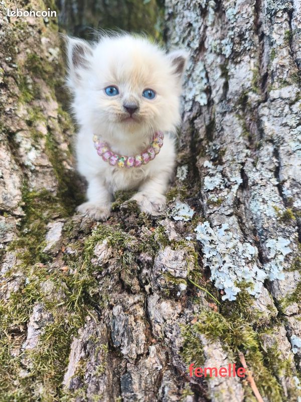 Chaton Sib&eacute;rien 1