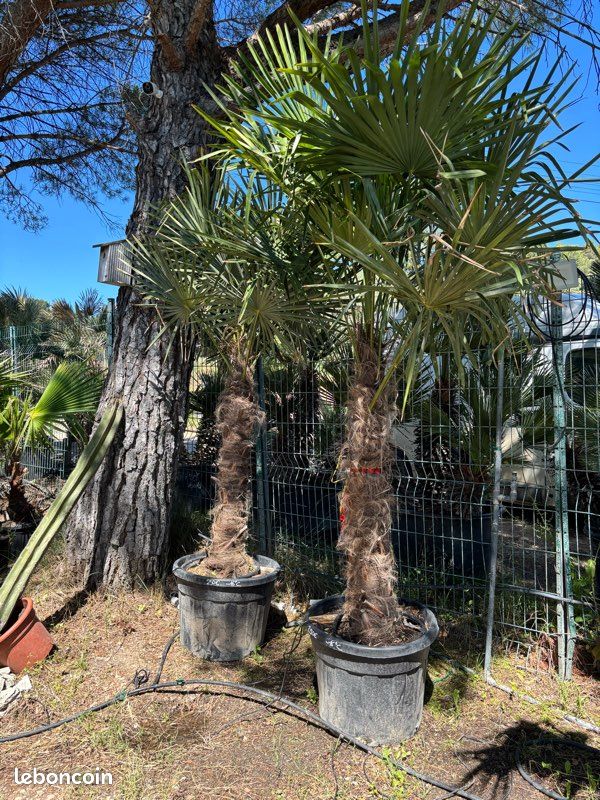 Palmier - Trachycarpus ou palmier de Chine (image 2)