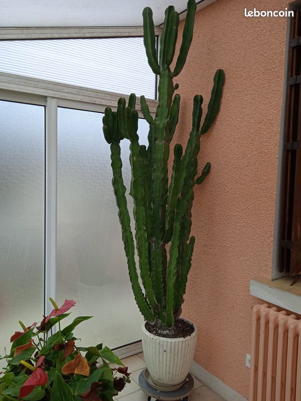 Cactus (image 1)