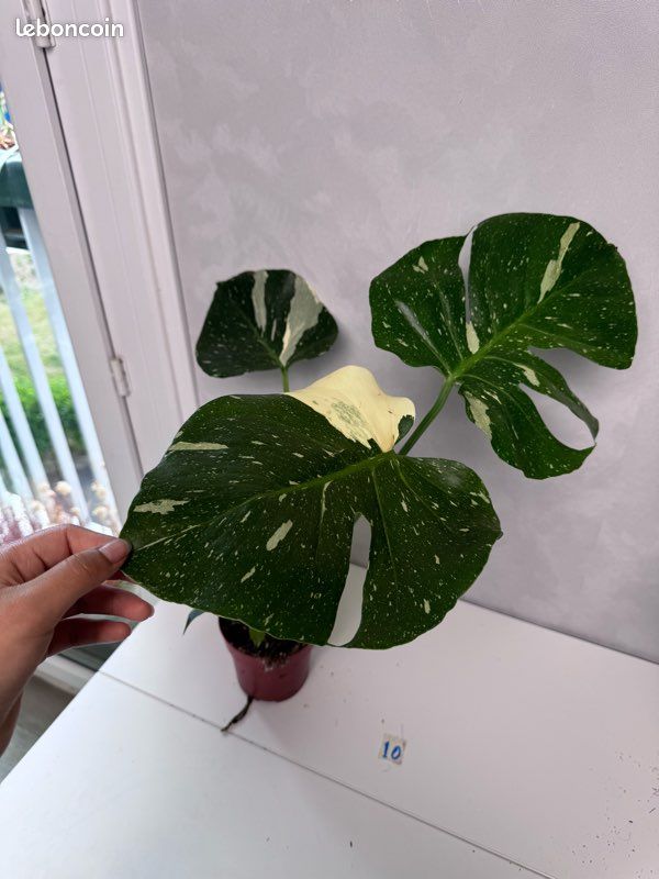 Monstera tha constellation 10 - Jardin & Plantes