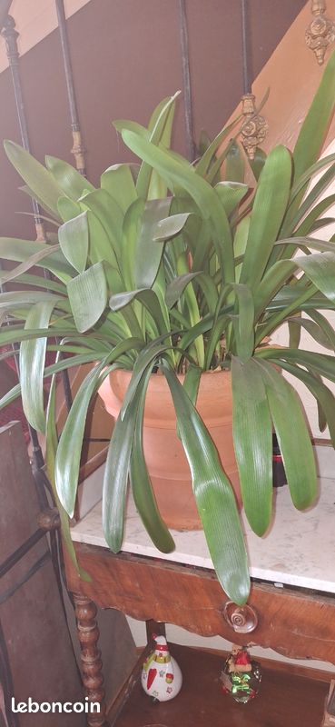 Plante verte clivia (image 1)