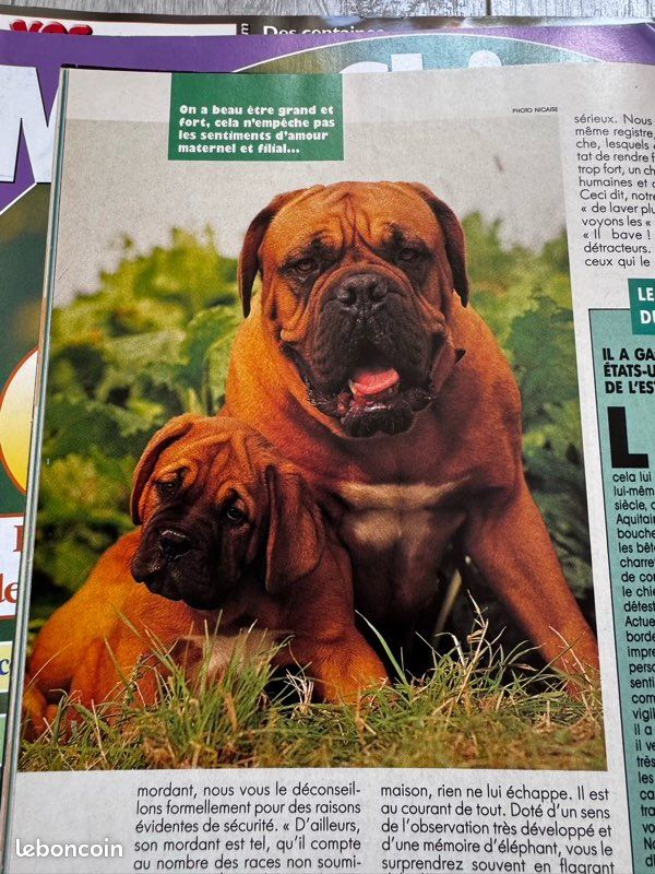 Big Bullmastiff Rottweiler Neapolitan Mastiff Bullmastiff
