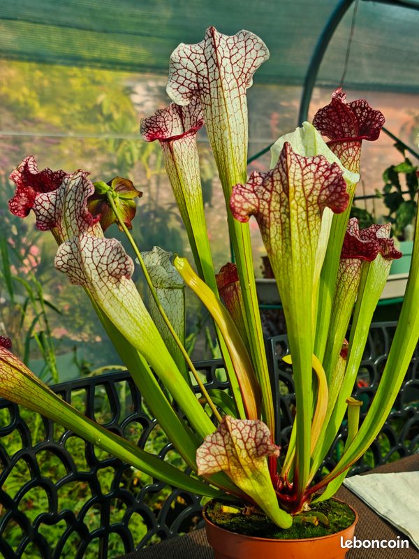 Plante Carnivore sarracenia exceptionnel (image 4)