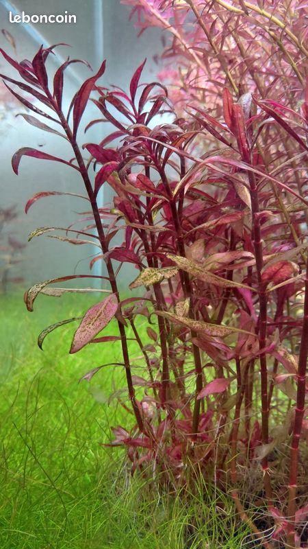 Plantes aquarium (image 1)