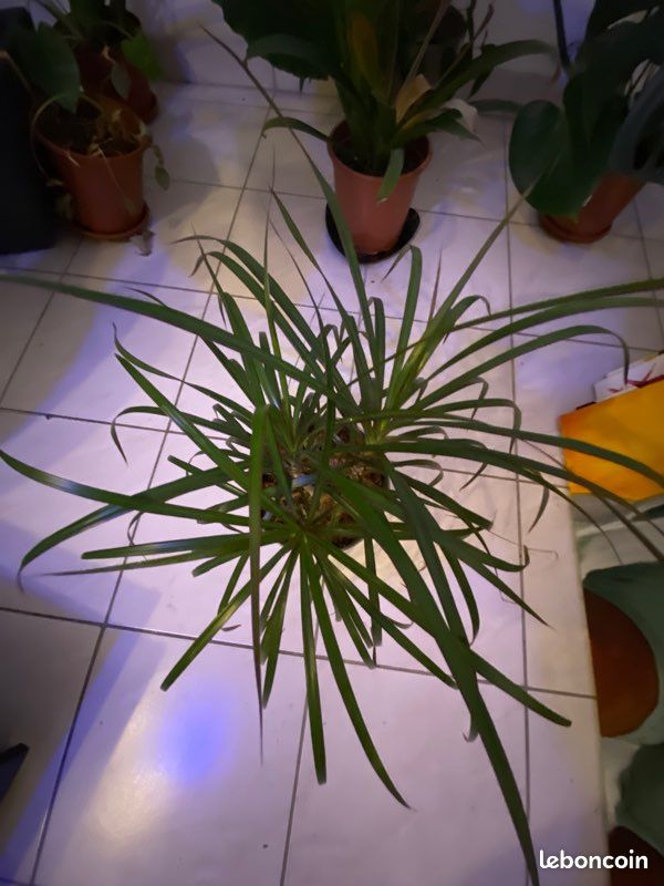 Planté d’intérieur (image 3)