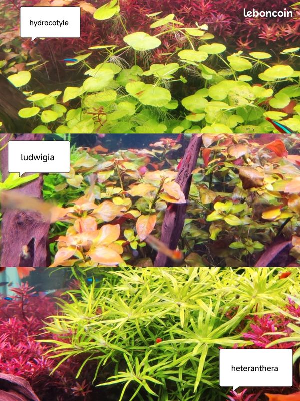 Plante aquarium ludwigia,heteranthera,Rotala blood red,égeria densa (image 3)