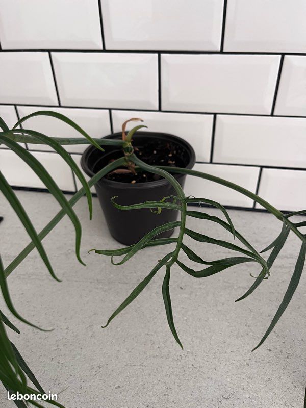 Philodendron Tortum (image 2)