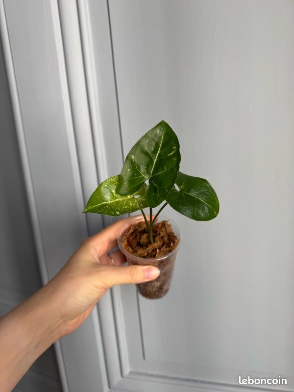 Syngonium panda - plante rare (image 2)