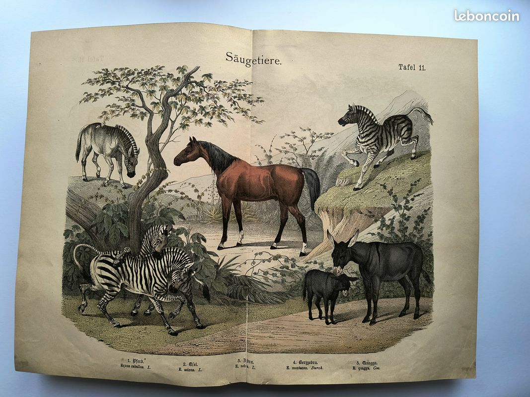 Cheval arabe de Mameluk. - Martinez D - Estampes anciennes & modernes