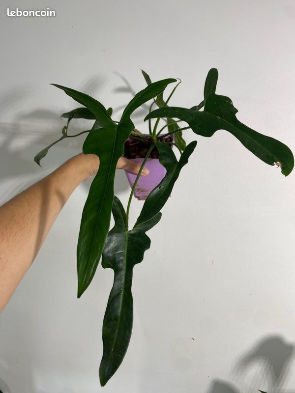 Philodendron longilobatum 'Lelano Miyano' - Jardin & Plantes