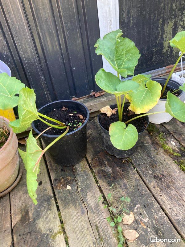 Plant de rhubarbe (image 1)