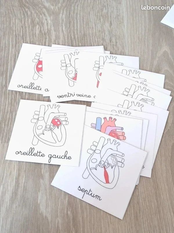 🫀Kit anatomie du coeur humain (image 8)