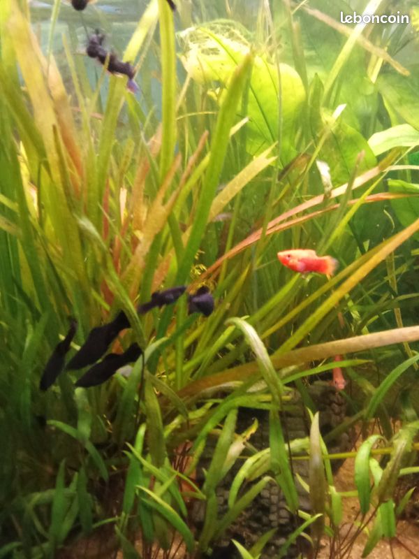 Poissons Molly (image 1)