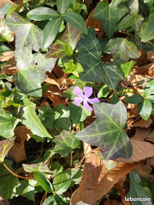 Échange au jardin (image 3)