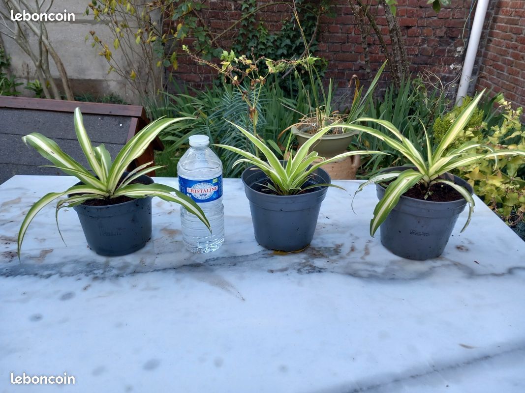 Pots de Chlorophytum et de Pothos Plantes Vertes à partir de 3.50 euros (image 2)