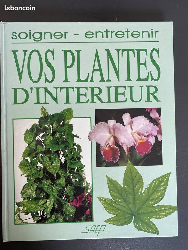 Soigner entretenir vos plantes d'intérieur (image 1)
