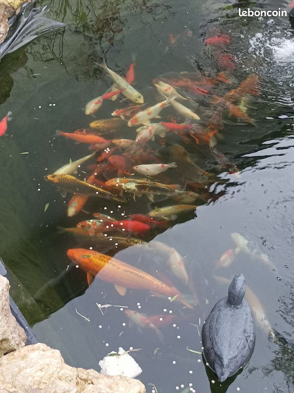 Poisson de bassin (image 3)