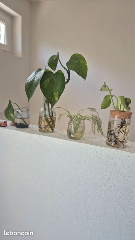 Plantes et boutures (image 4)