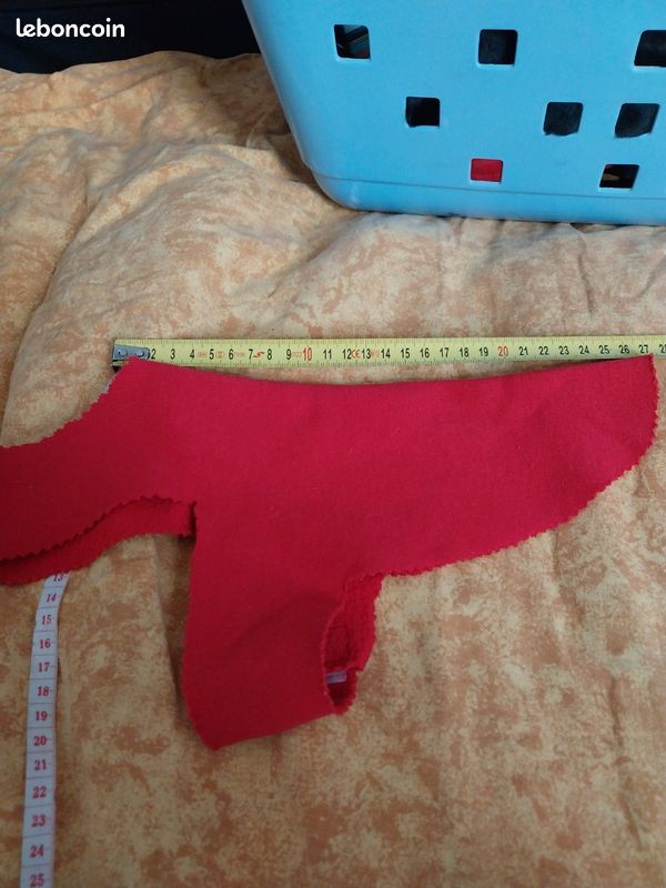 Pull chien chiwahua (image 1)