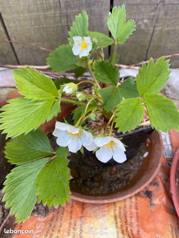 Pieds de framboisier en pot* pieds de fraisier (image 7)