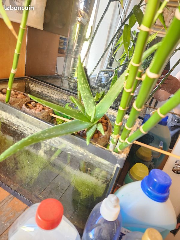 Aloé Vera en aquaponie et son pot en noix de coco et billes d'argile, pas de terre (image 1)