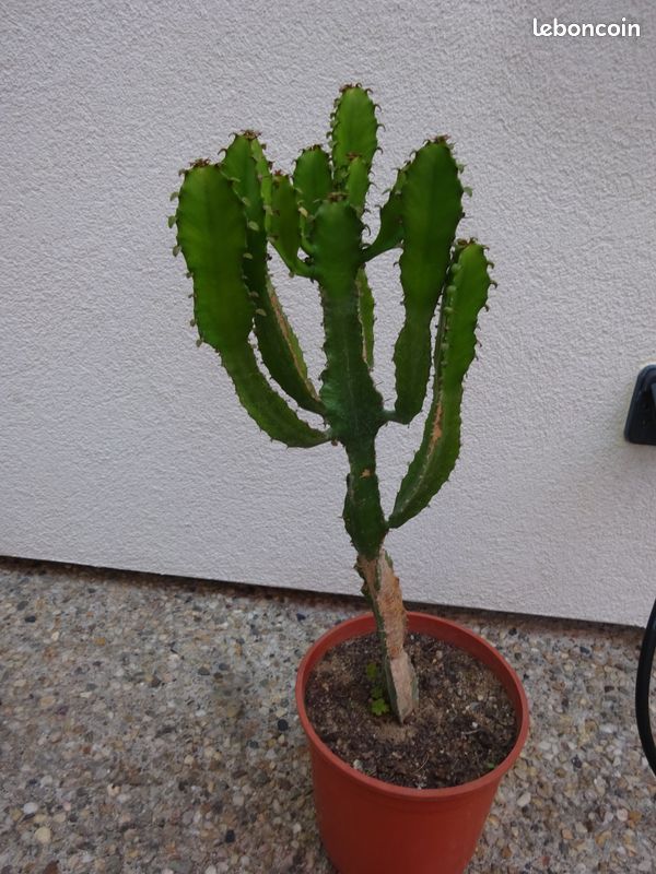 Cactus pot Euphorbe plante (image 1)