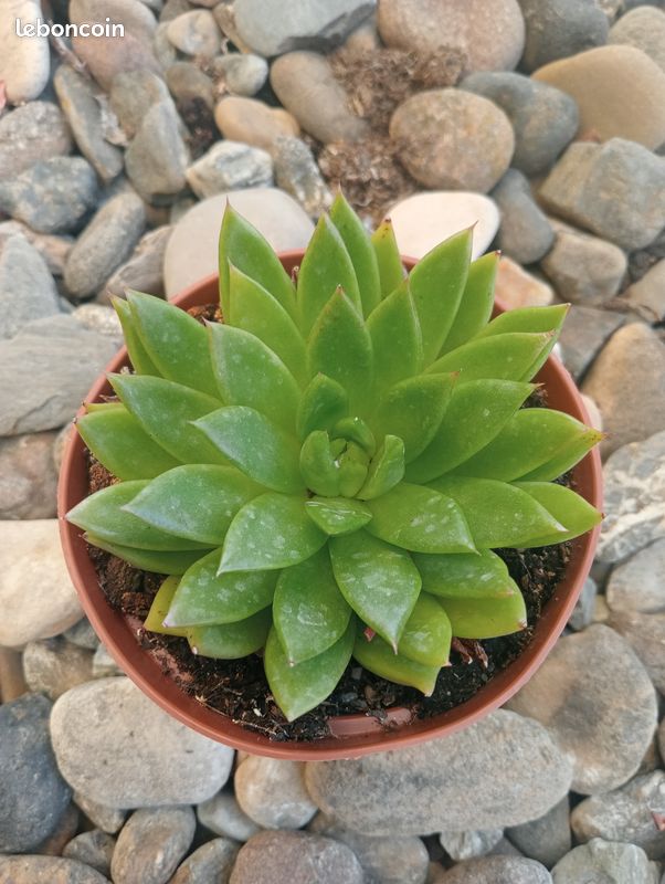 Echeveria agavoide en 12cm (image 1)