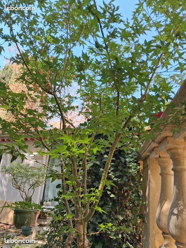 Acer palmatum 'Katsura' - hauteur 1m70 / largeur 1m80 (image 4)