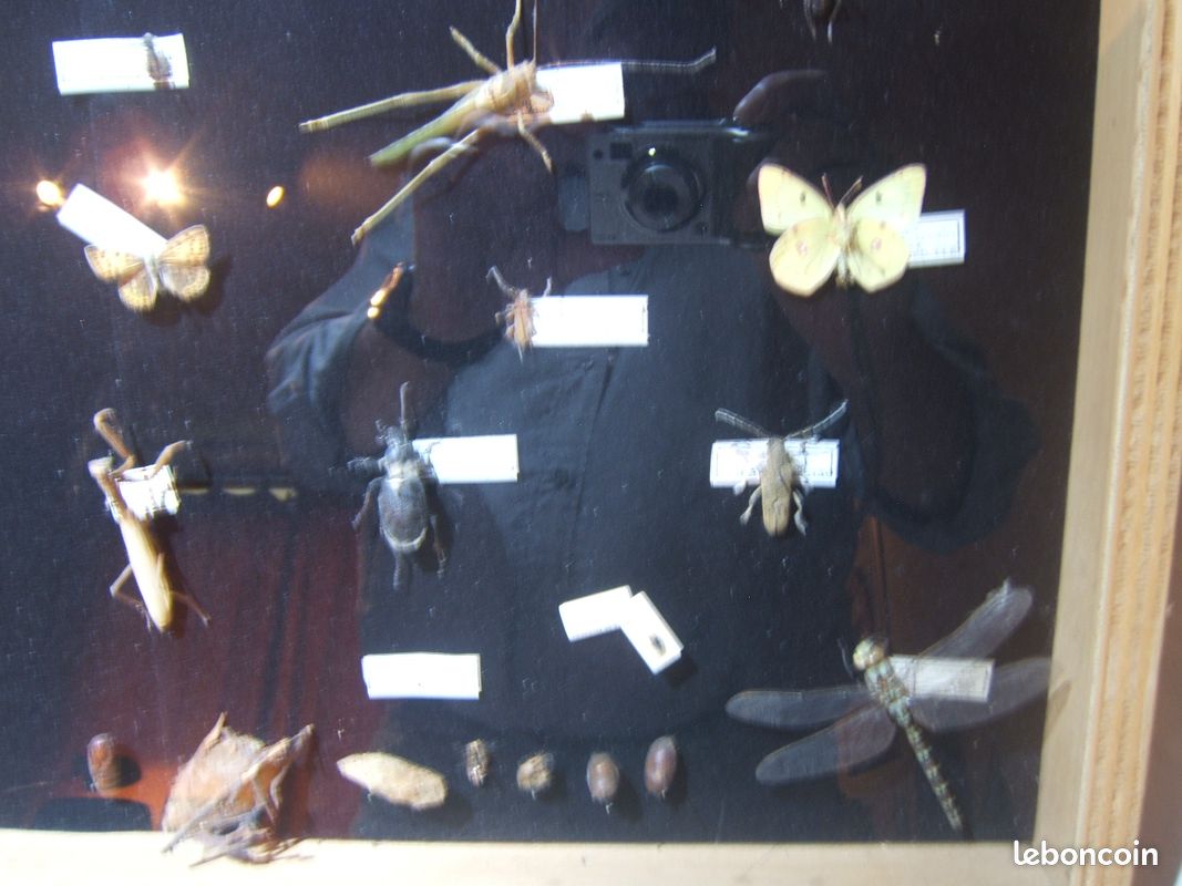 Vitrine présentant des insectes naturalisés des Vosges (image 8)