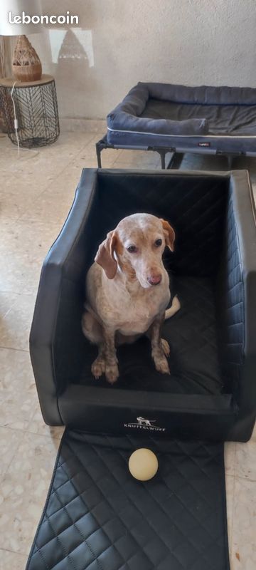 Fauteuil de transport pour chien (image 2)