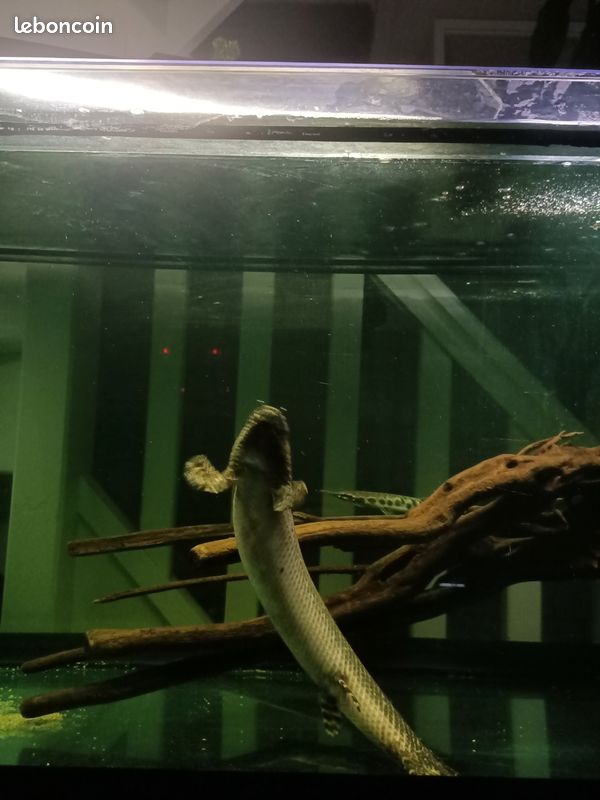 Polypterus ornatipinnis aquarium (image 2)