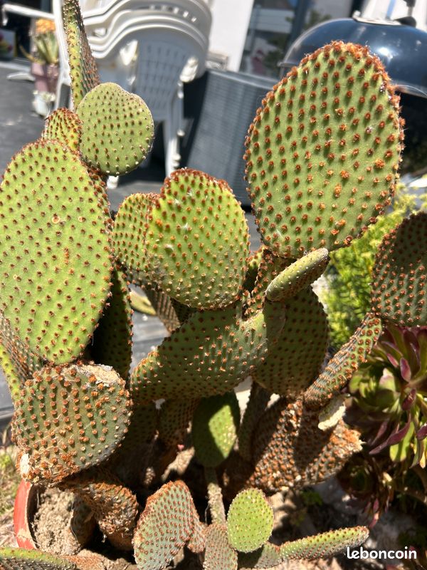 Cactus, plante grasse Opuntia microdasys rubra à raquettes OU cactus oreilles de lapin (image 5)