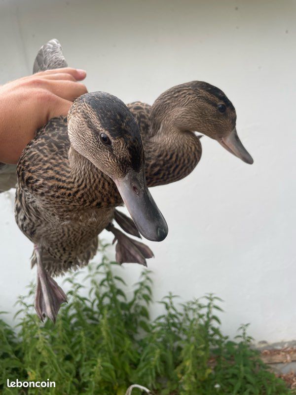Canard gabion (image 4)