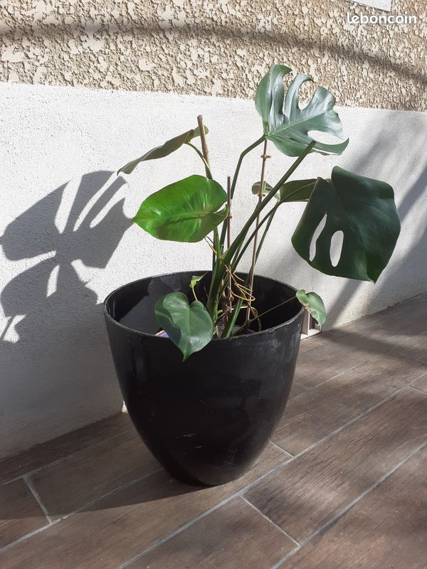 Grand pot de fleurs noir effet pierre 34x38cm (VENDU SEUL SANS PLANTE) (image 3)