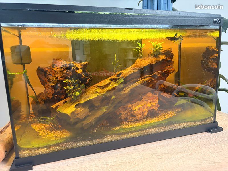 Poisson et décoration aquarium (image 1)