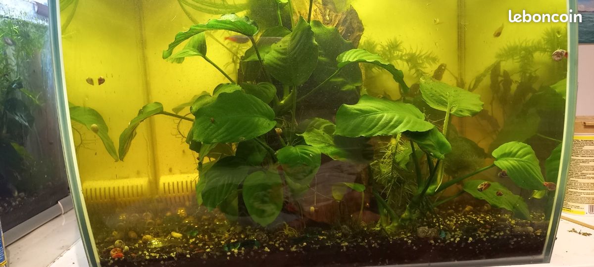 Anubia plante aquarium (image 1)