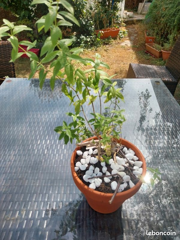 Verveine citronnelle (image 6)