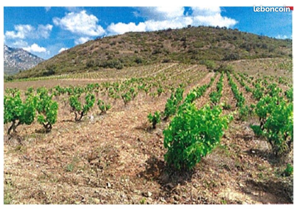 À louer 1,25 ha de vignes à Maury – Macabeu – accès facile · 199 €/mois