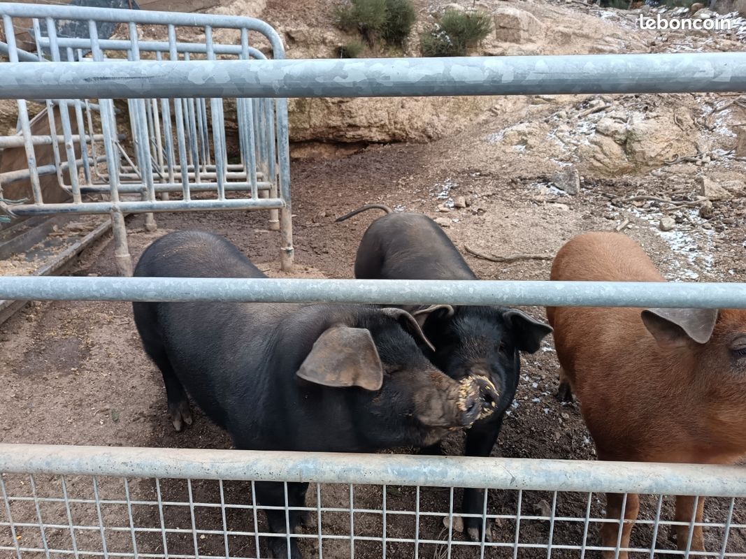Porcelets porc gascons duroc (image 1)