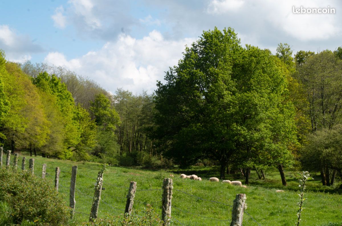 Gite dans un corps de ferme (plantes aromatiques et médicinales) (image 7)