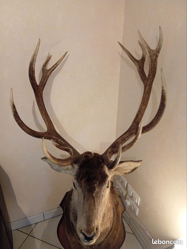 Cerf 13 corps (image 3)