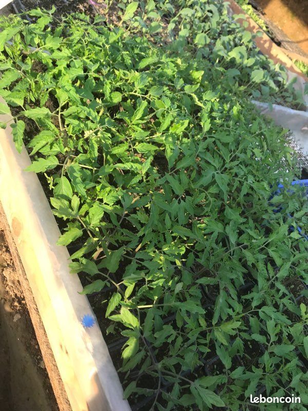 Plant de légumes (image 4)