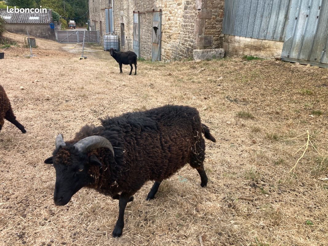 Mouton landes de Bretagne (image 3)