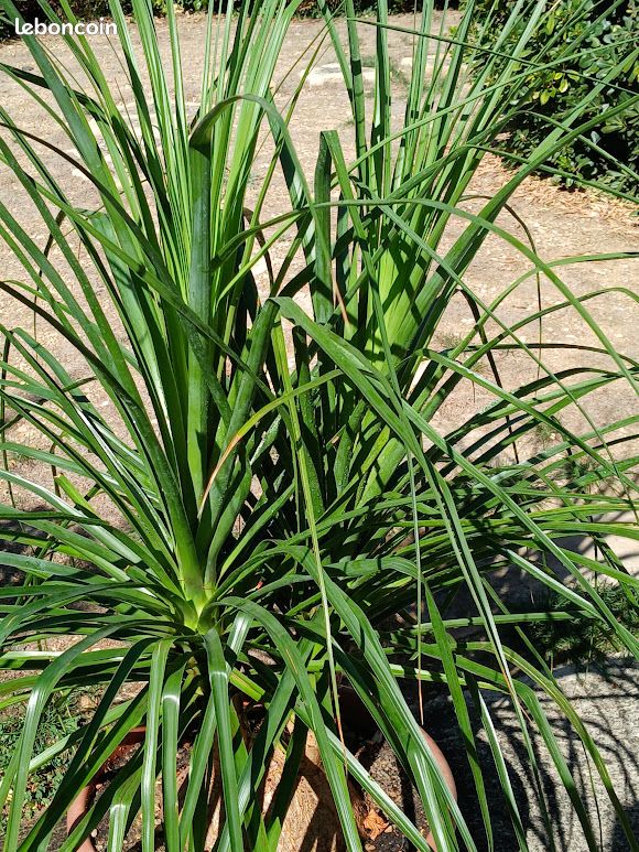 Beaucarnea recurvata (image 1)