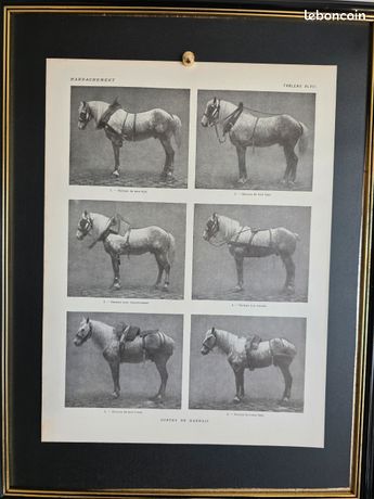 PAIRE FIN ANCIEN 19th Siècle Victorien Laiton Feu Dog Tranche Striée Embouts Paw EUR 558,95