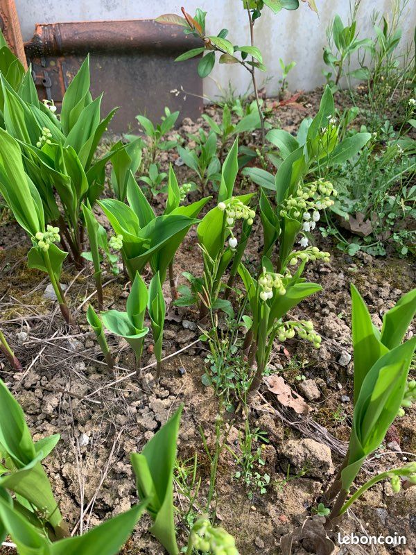 Muguet (image 3)