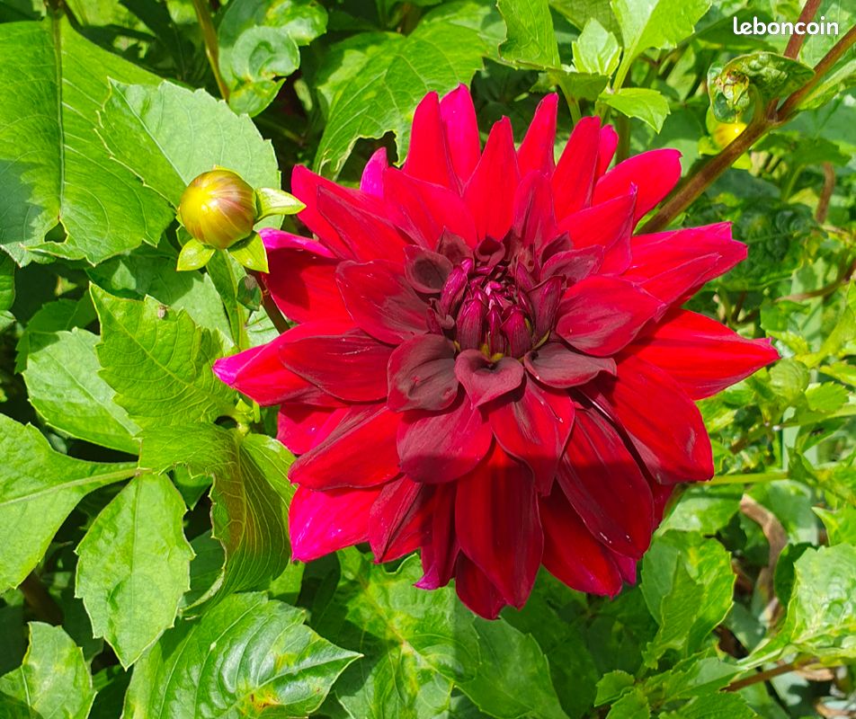 Dahlia Spartacus bouture (image 2)